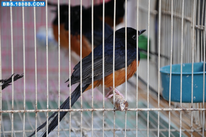 DSC_0520.JPG