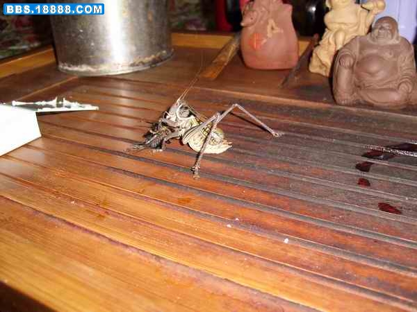 IMG_0627.jpg