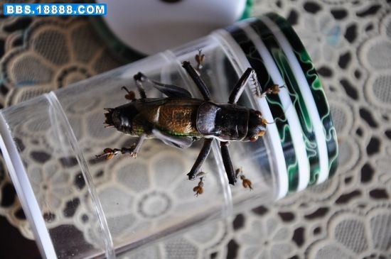 nEO_IMG_DSC_0654.jpg