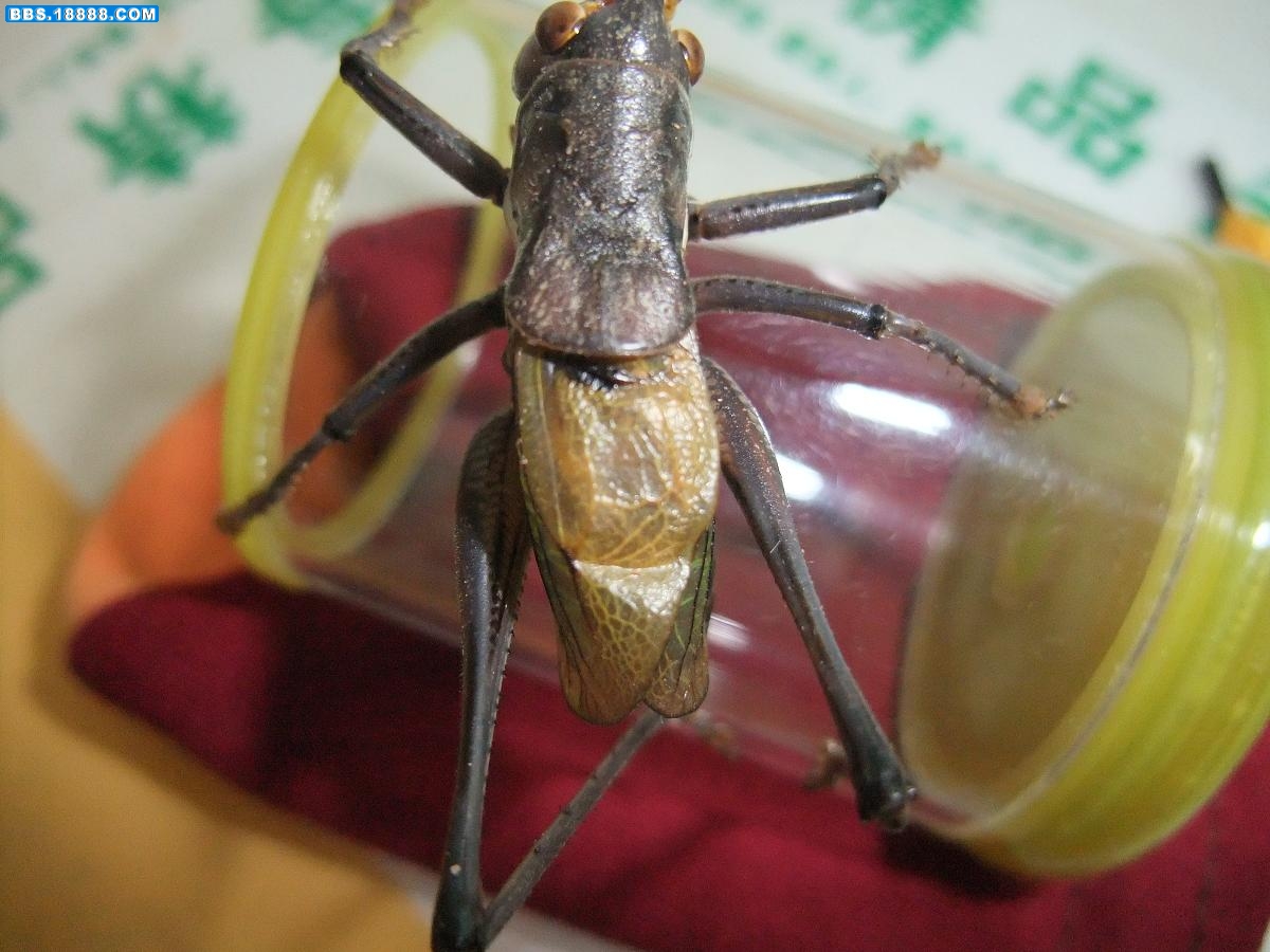 DSCF0387.JPG