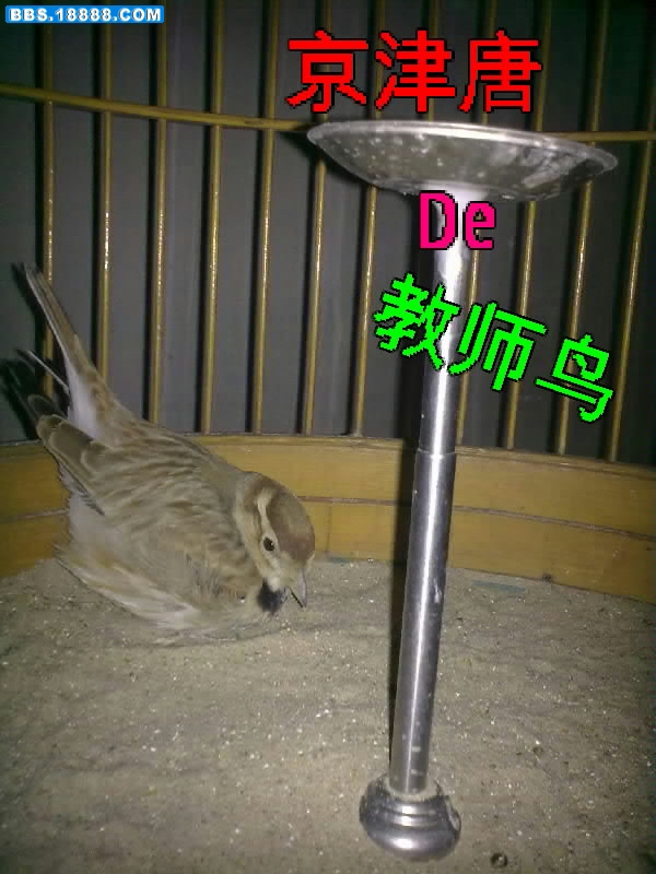 百灵老师.jpg