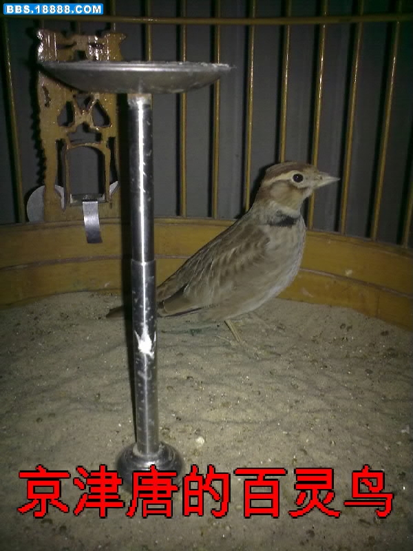 老师鸟.jpg