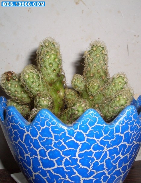 256.jpg