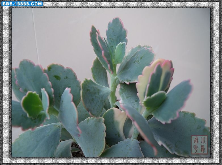 DSCF2353.jpg