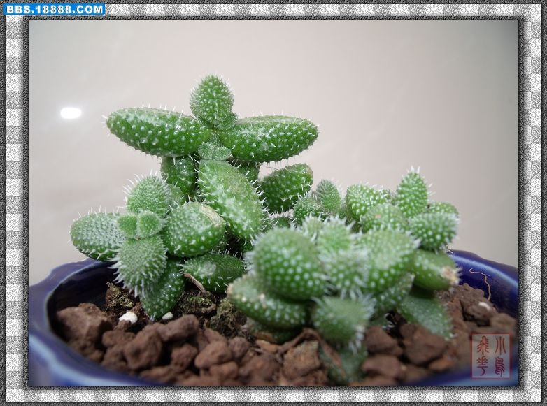 DSCF2369.jpg