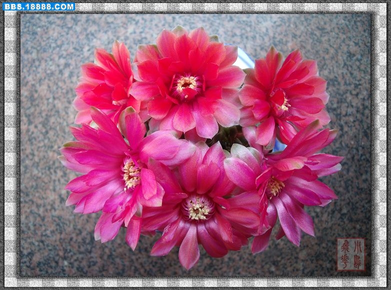 DSCF2436.jpg