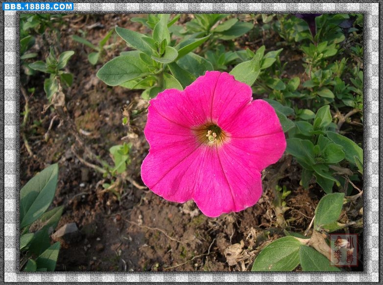 DSCF4925.jpg