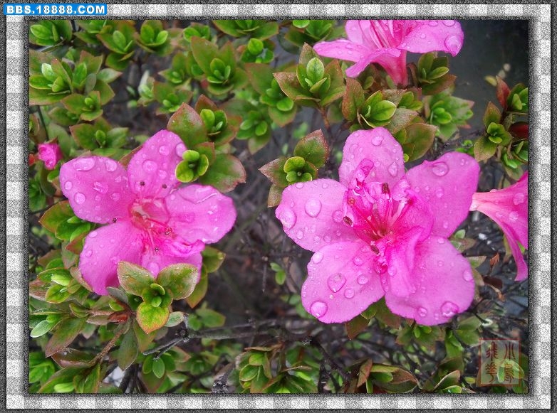 DSCF4222.jpg