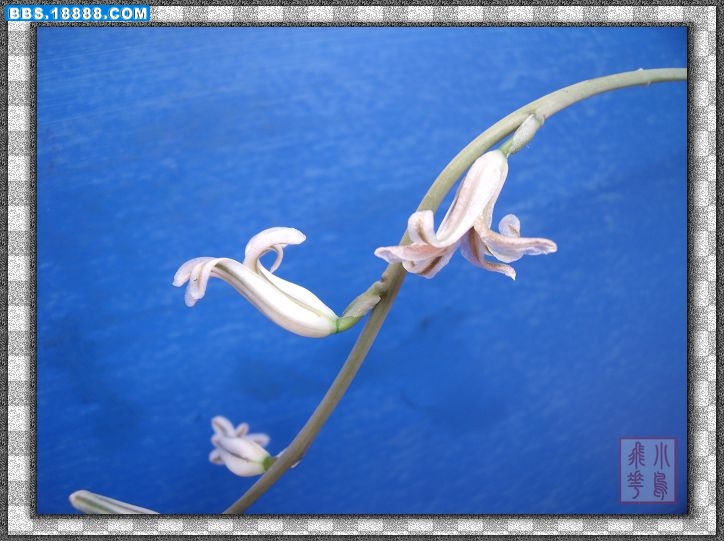 DSCF5275.jpg