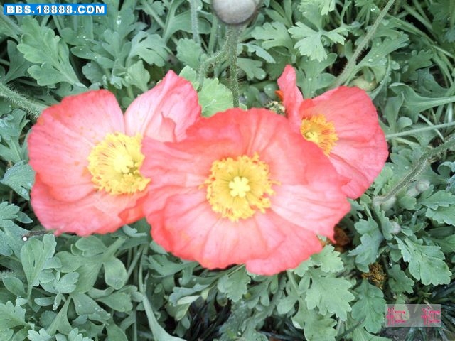 nEO_IMG_PICT0176.jpg