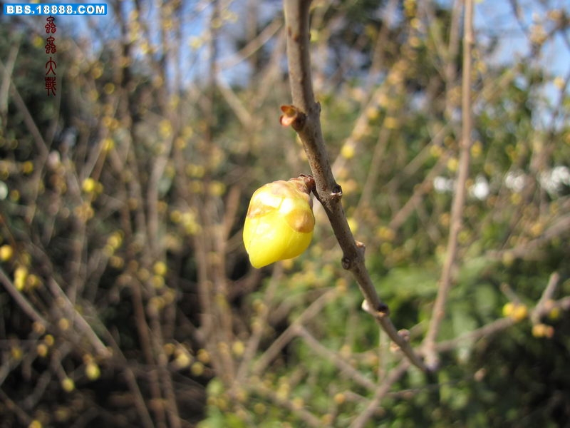 IMG_2442_调整大小.JPG