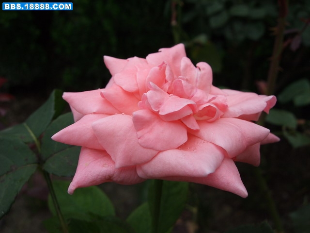 DSCF1120.jpg