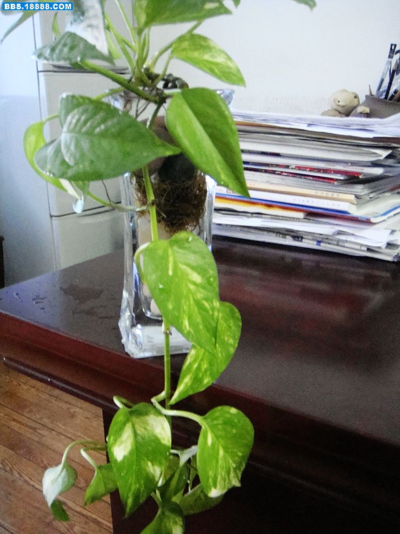 1水植物.jpg