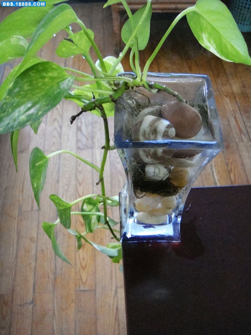 2水植物.jpg