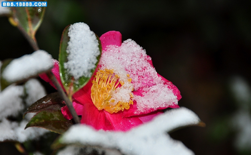 2011.1.18 223.jpg