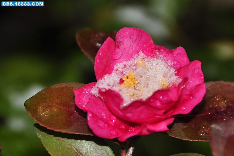 2011.1.18 294.jpg