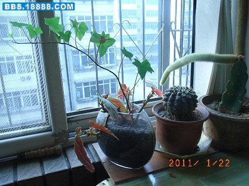 水培6_副本.jpg