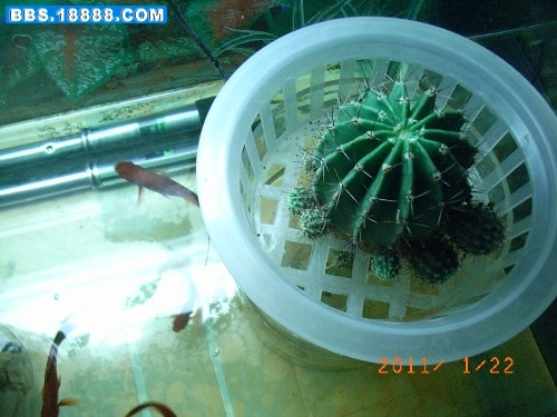 鱼缸里的水培4_副本.jpg