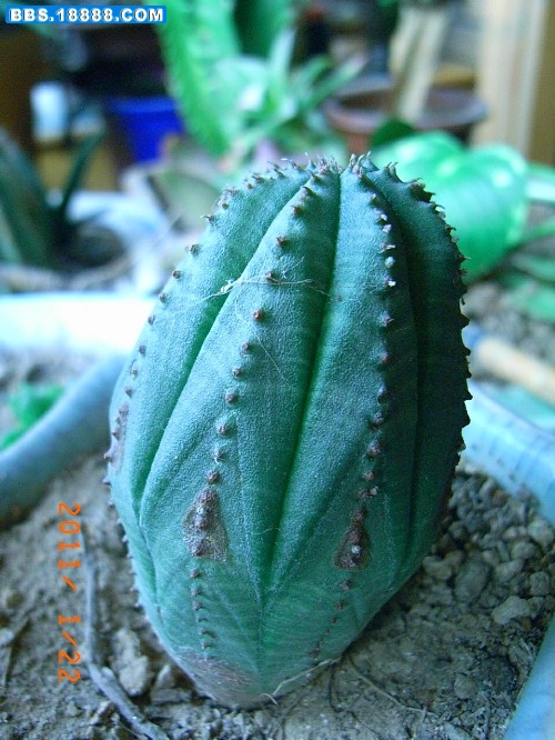布纹球-2 (1)_副本.jpg