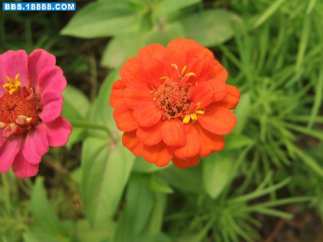 调整大小 DSCF0225.JPG