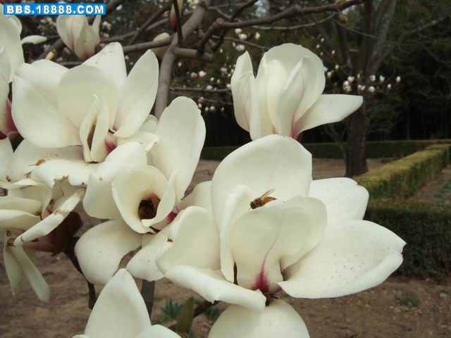 调整大小 DSCF3186.JPG