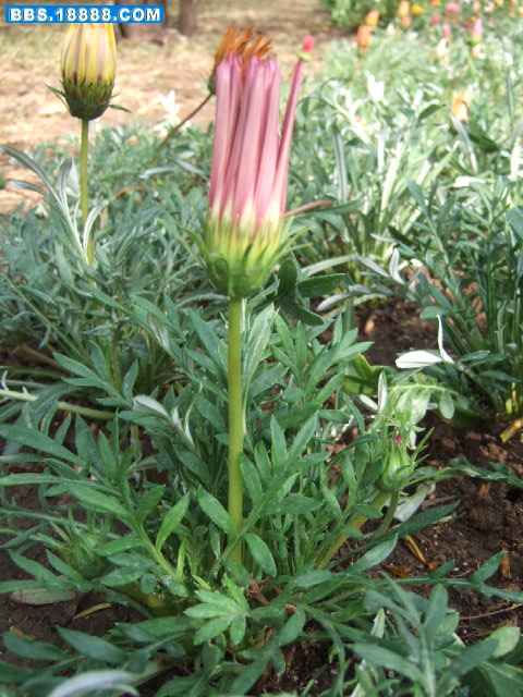 DSCF1113.JPG