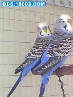 IMG0160A.jpg