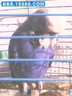 IMG0565A.jpg