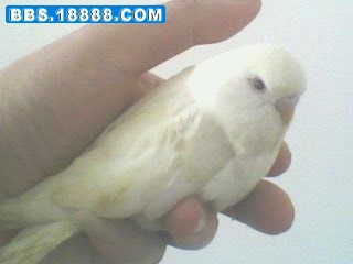 IMG3303A.jpg