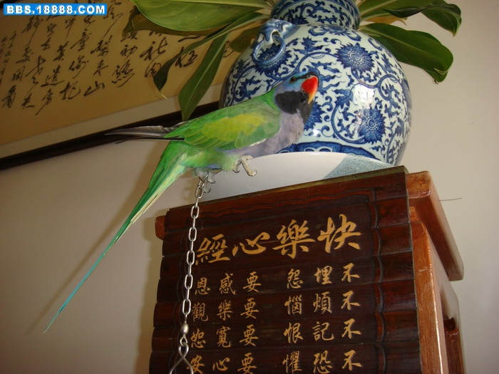 反正它无法打翻这么大个瓶子，就让它在上面。.jpg