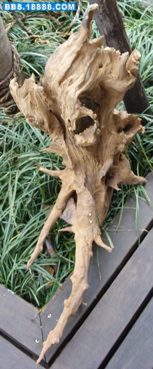 SDC15420.JPG