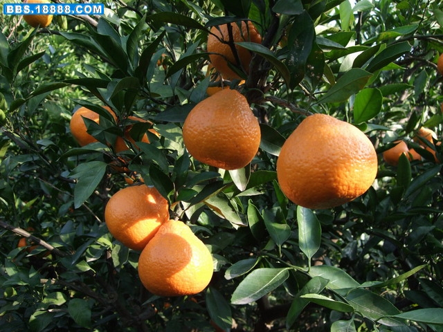 DSCF5417.jpg