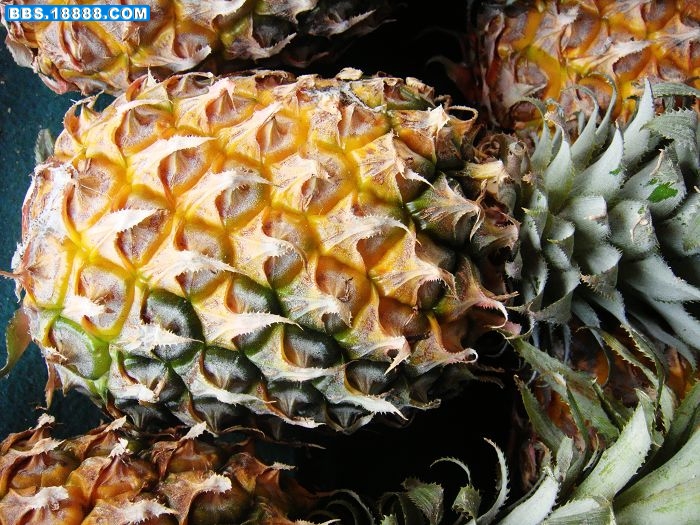 2菠箩.jpg