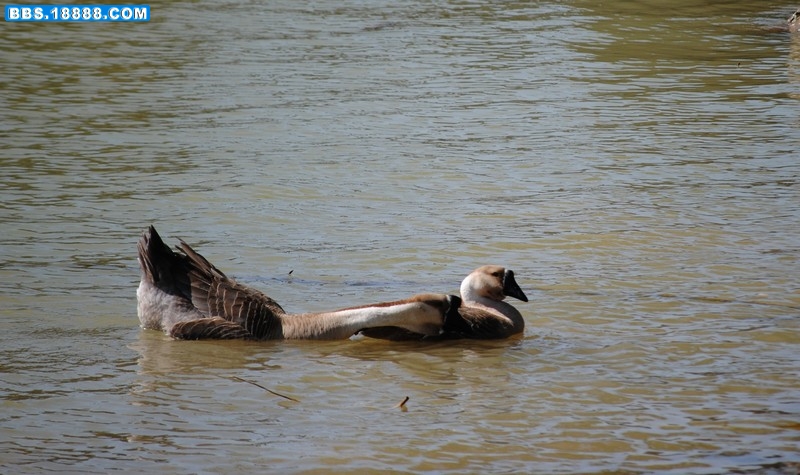 DSC_0511.JPG
