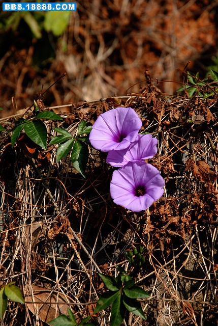 DSC_0831.JPG
