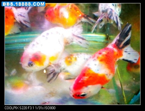 DSCN8050.jpg