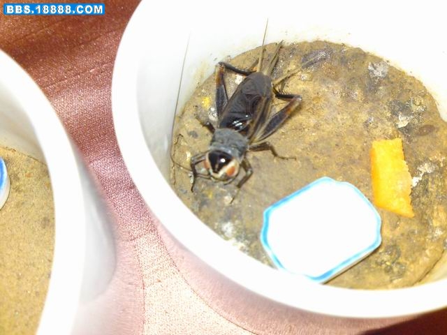 DSC08120.JPG