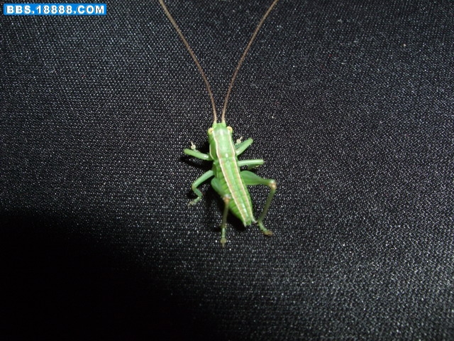 DSCF6074.jpg