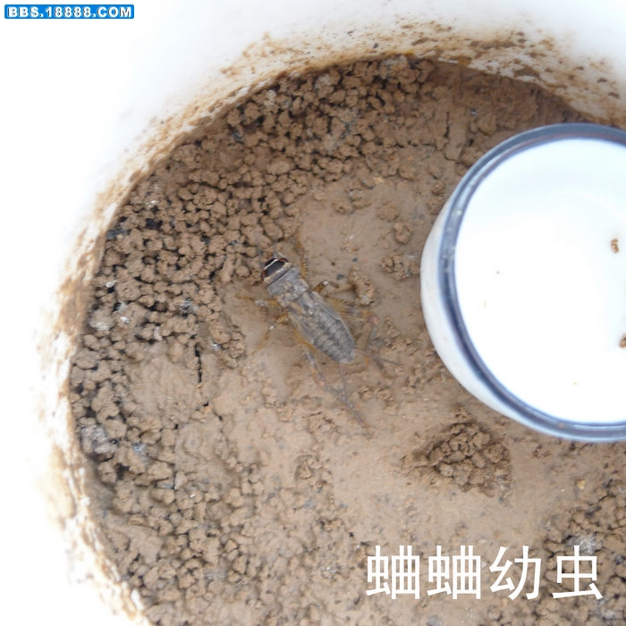 nEO_IMG_P1000778－蛐蛐.jpg