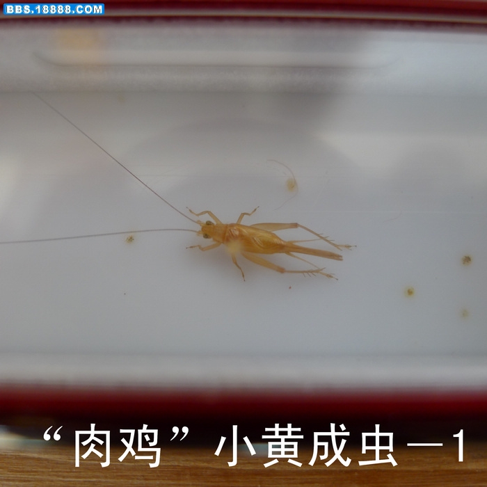 nEO_IMG_小黄1.jpg