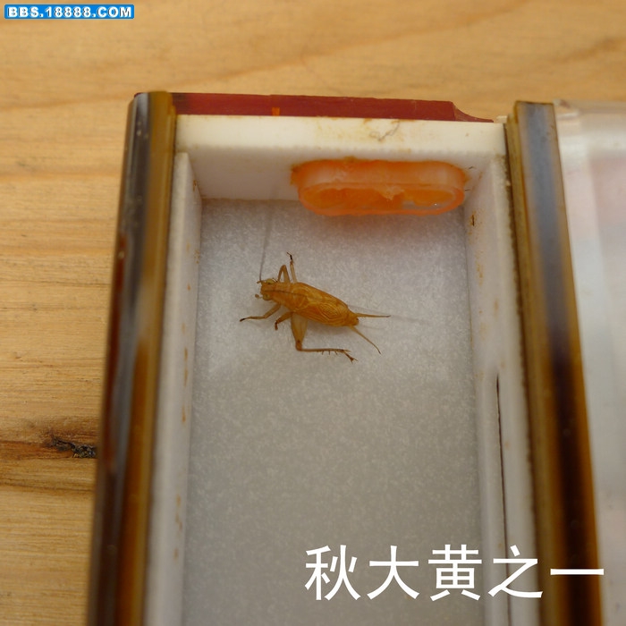 nEO_IMG_P1000741－秋大黄之一.jpg
