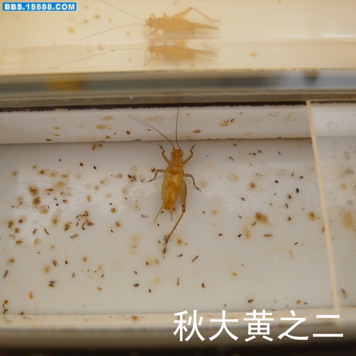nEO_IMG_P1000744－秋大黄之二.jpg
