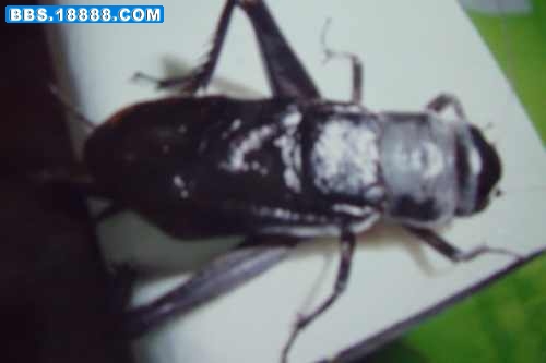 DSCF2620.JPG
