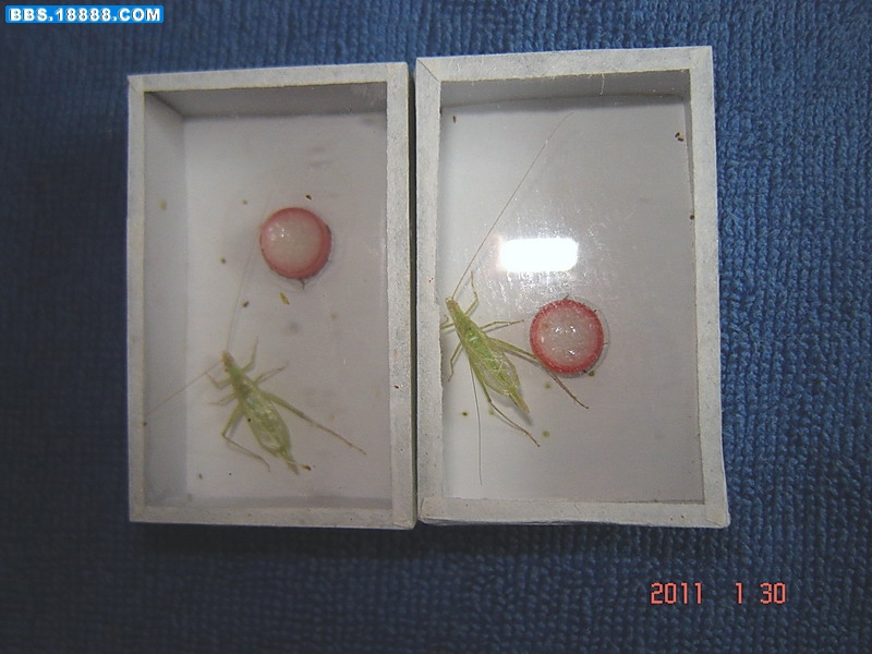 青竹2.jpg