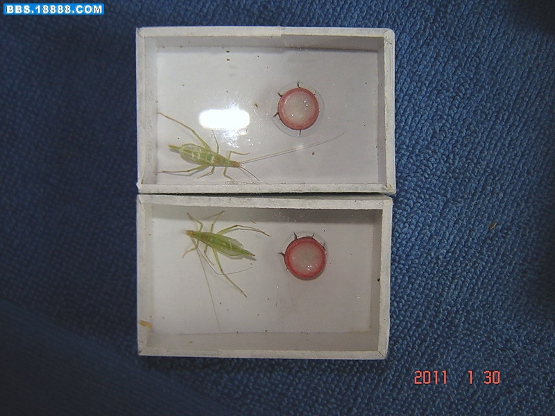 青竹1.jpg