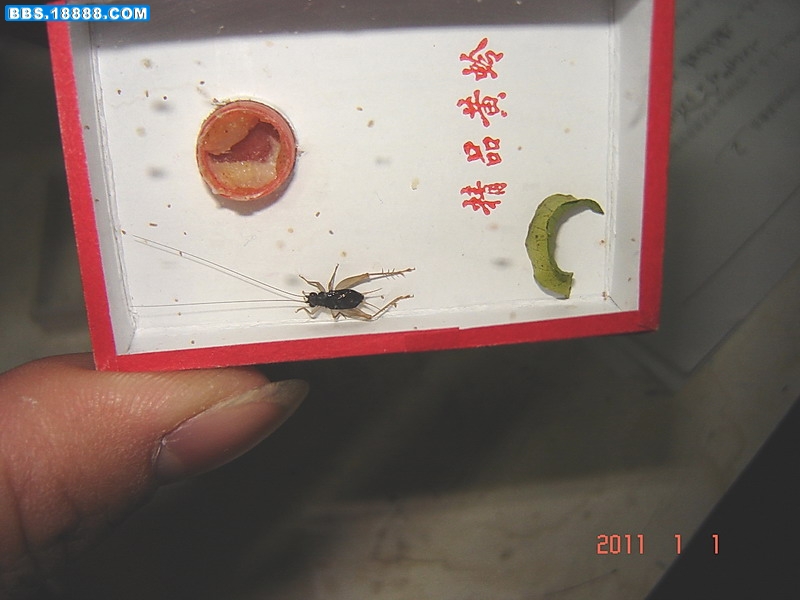 油蛉2.jpg
