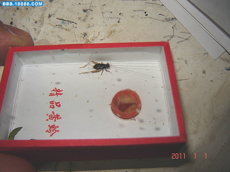 油蛉1.jpg