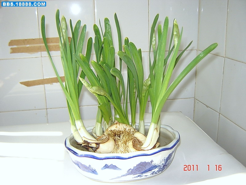 水仙花1.jpg