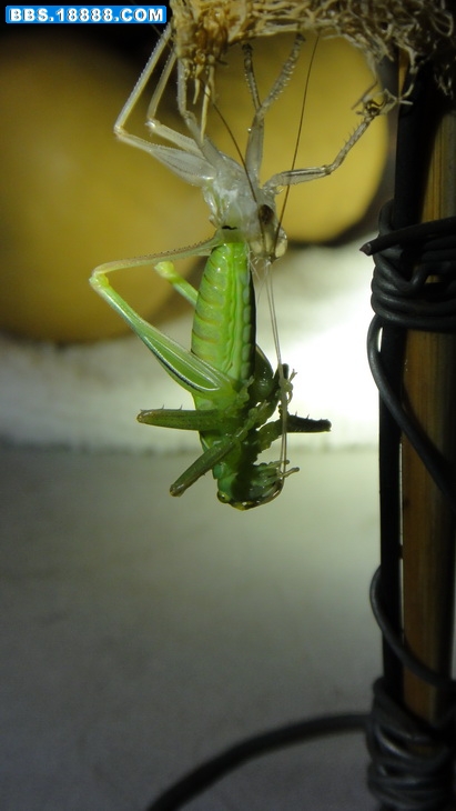 DSC00712.JPG