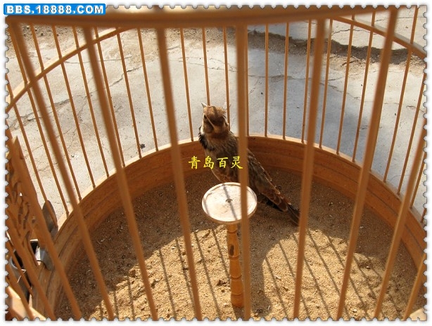1号百灵鸟3.jpg